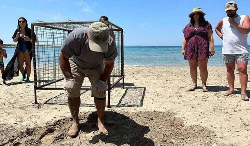 Aydın'da ilk caretta caretta yuvası Didim'de tespit edildi