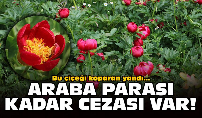 Bu çiçeği koparan yandı: Araba parası kadar cezası var