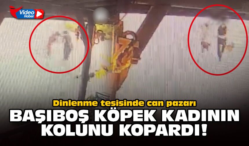 Dinlenme tesisinde can pazarı: Başıboş köpek kadının kolunu kopardı