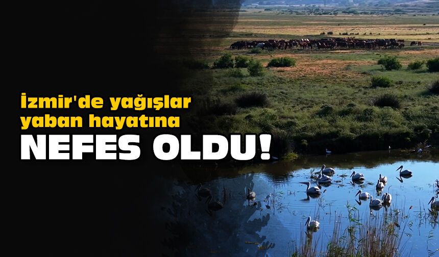 İzmir'de yağışlar yaban hayatına nefes oldu!