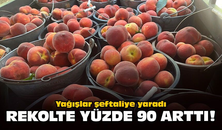 Yağışlar şeftaliye yaradı: Rekolte yüzde 90 arttı