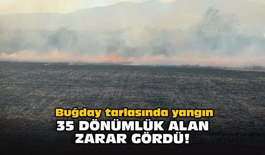 Buğday tarlasında yangın... 35 dönümlük alan zarar gördü!