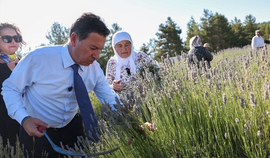Muğla'da Koku Vadisi'nde lavanta hasadı başladı