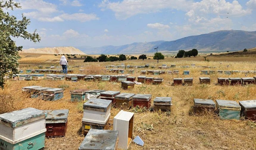 Arı kovanları kayıt altına alındı