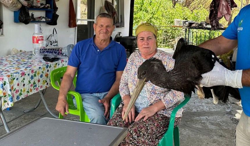 Aydın'da yaralı karaleylek korumaya alındı