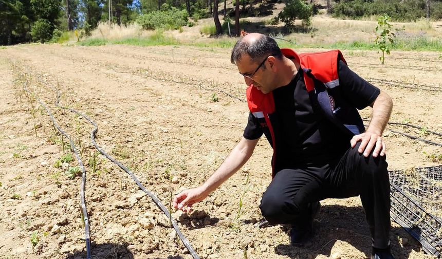 Uşak'ta 80 bin metrekare arazide kuşkonmaz üretilmeye başlandı