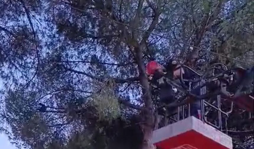 Aydın'da ağaçta asılı kalan kargayı itfaiye kurtardı