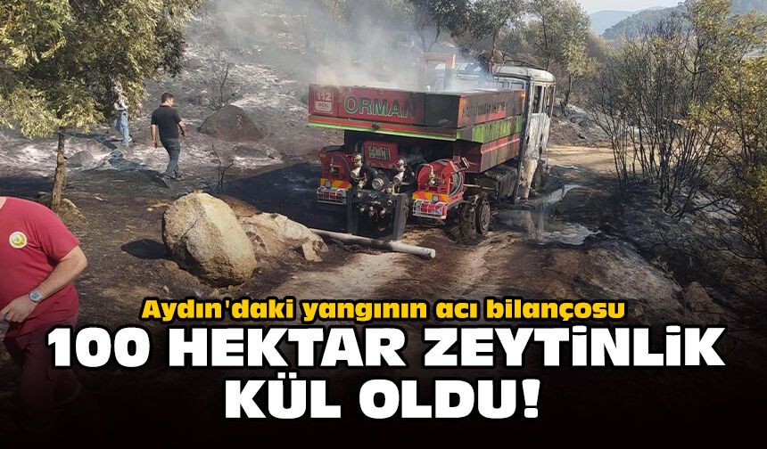 Aydın'daki yangının acı bilançosu: 100 hektar zeytinlik kül oldu!
