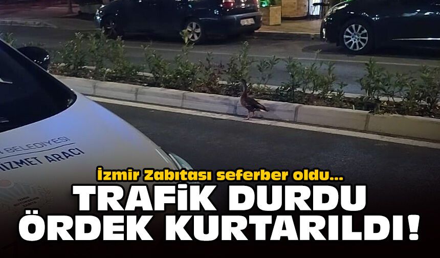 İzmir Zabıtası seferber oldu: Trafik durdu, ördek kurtarıldı
