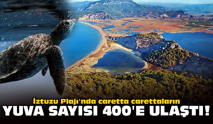 İztuzu Plajı'nda caretta carettaların yuva sayısı 400'e ulaştı