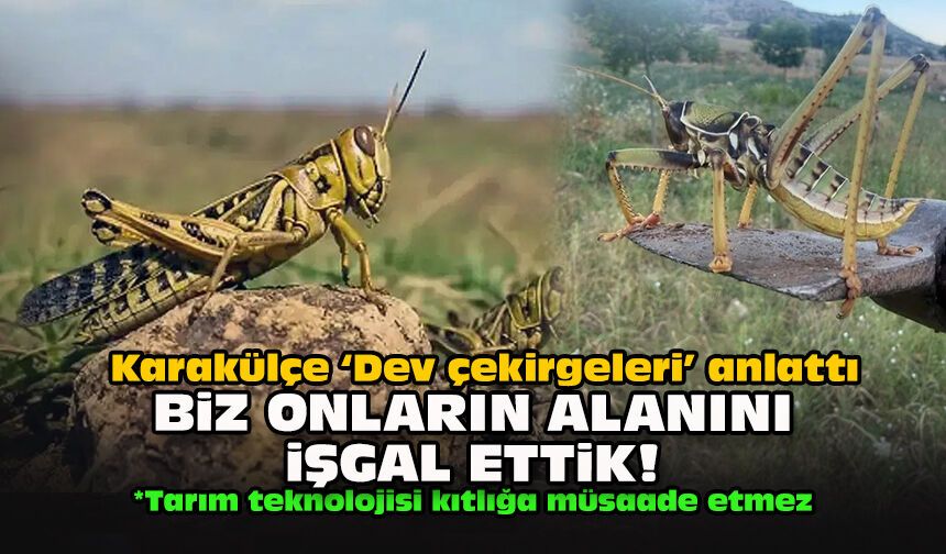 Karakülçe ‘Dev çekirgeleri’ anlattı: Biz onların alanını işgal ettik!
