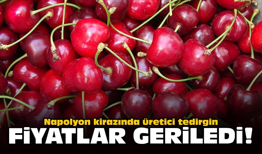 Napolyon kirazında üretici tedirgin: Fiyatlar geriledi!