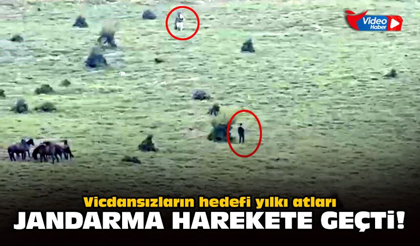 Vicdansızların hedefi yılkı atları: Jandarma harekete geçti!