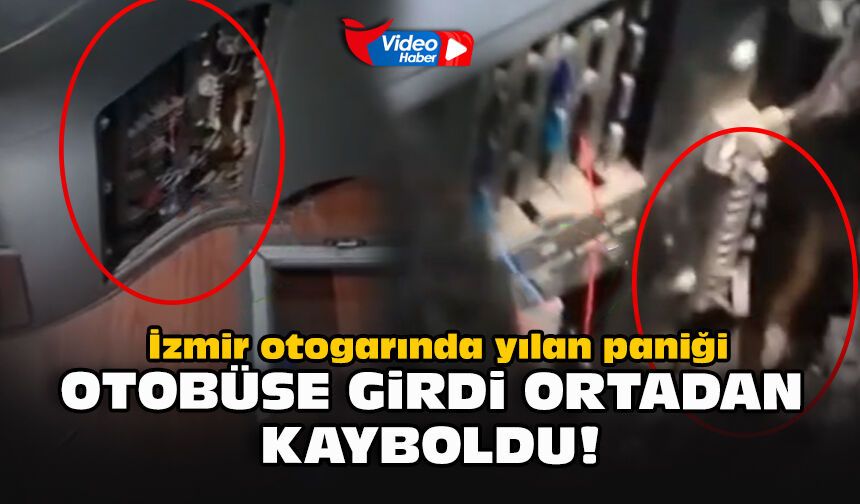 İzmir otogarında yılan paniği... Otobüse girdi ortadan kayboldu!