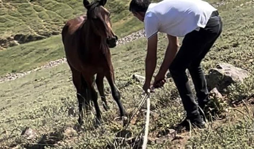 Yılkı atları için kurulan tuzaklar imha edildi