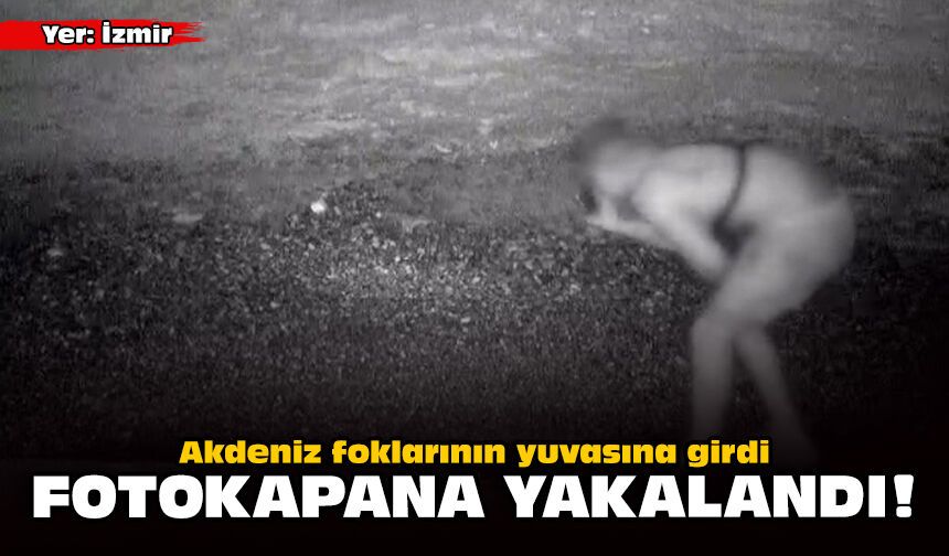 Akdeniz foklarının yuvasına girdi: Fotokapana yakalandı!