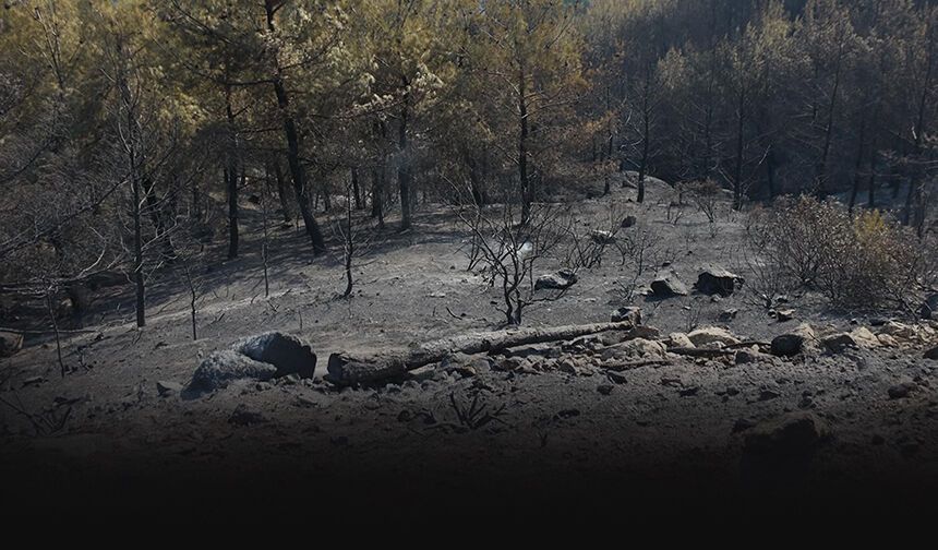 Aydın'daki orman yangını 3'üncü gününde