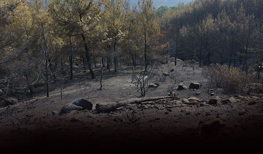 Aydın'daki yangın kabusu 4'üncü gününde: Mücadele sürüyor!
