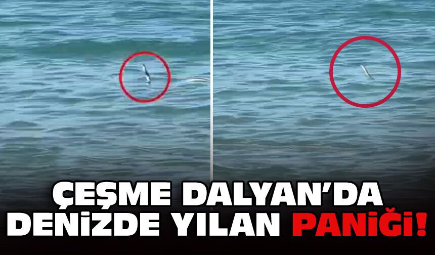 Çeşme Dalyan'da denizde yılan paniği!
