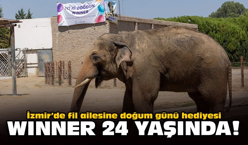 İzmir’de fil ailesine doğum günü hediyesi: Winner 24 yaşında