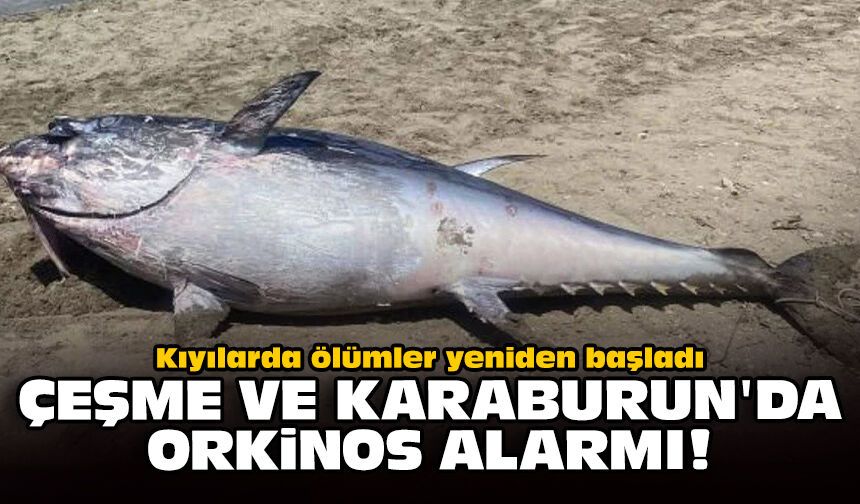 Kıyılarda ölümler yeniden başladı: Çeşme ve Karaburun'da orkinos alarmı!