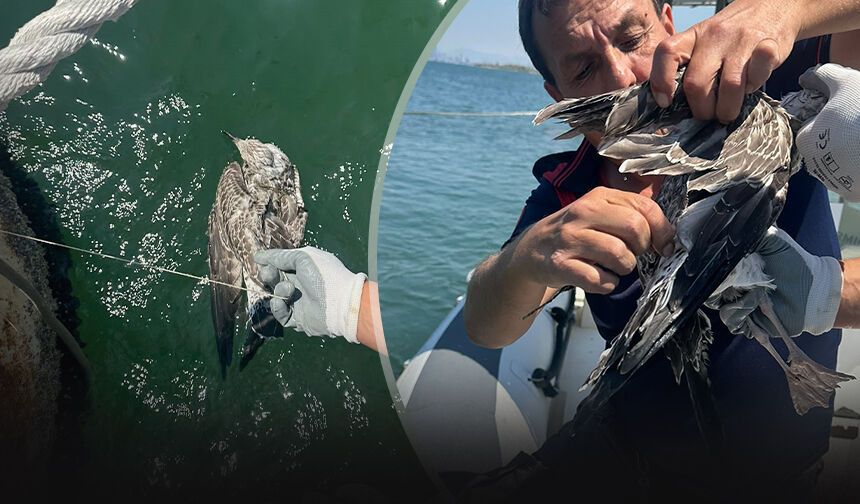 İzmir'de misinaya dolanan martının imdadına itfaiye yetişti