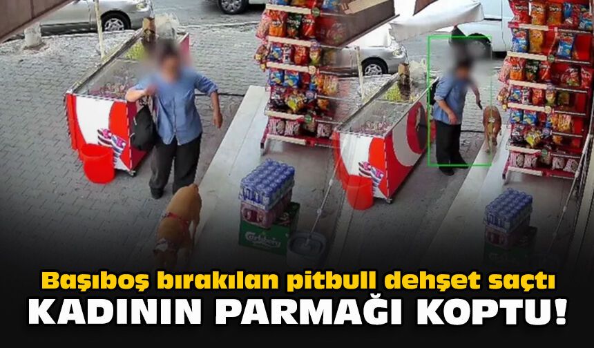 Başıboş bırakılan pitbull dehşet saçtı: Kadının parmağı koptu!