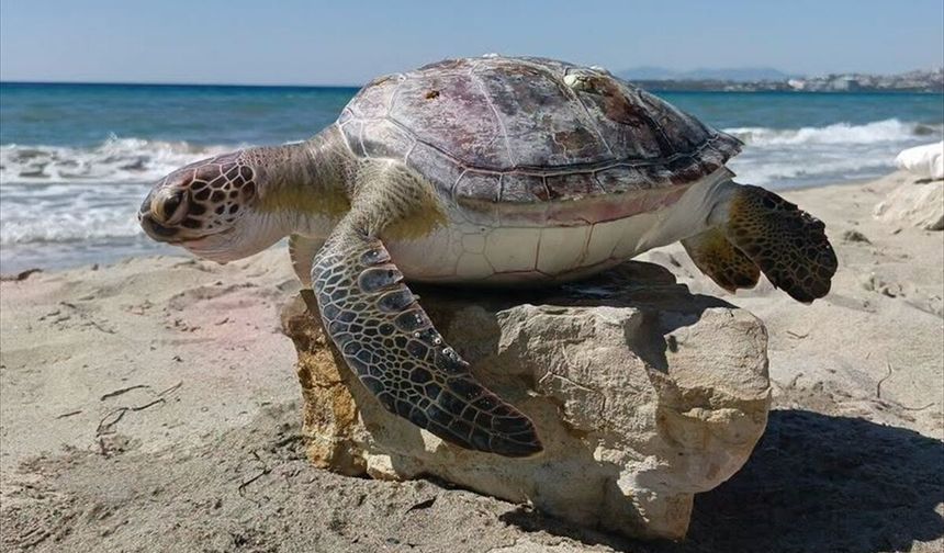 Kuşadası'nda 4 ölü deniz kaplumbağası kıyıya vurdu