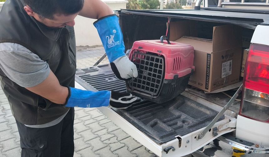 Kütahya'da yol kenarında yaralı bulunan şahin tedaviye alındı