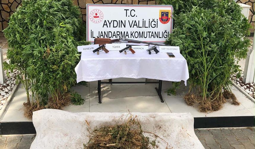 Ormanda kenevir yetiştirirken suçüstü yakalandı