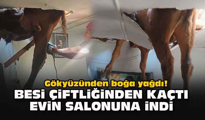 Gökyüzünden boğa yağdı! Besi çiftliğinden kaçtı evin salonuna indi