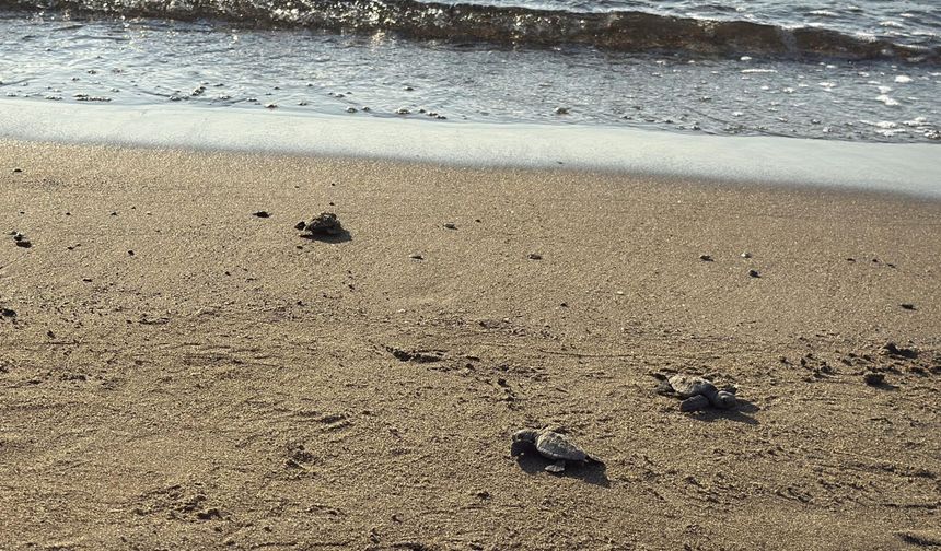 Bodrum'da 62 yavru caretta caretta denizle buluştu