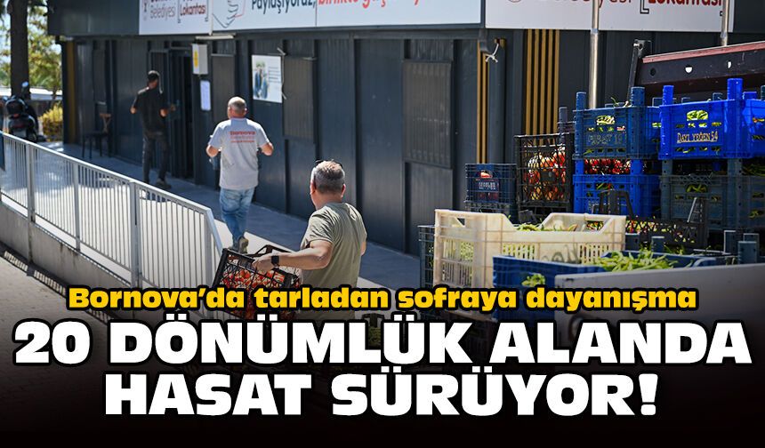 Bornova’da tarladan sofraya dayanışma: 20 dönümlük alanda hasat sürüyor