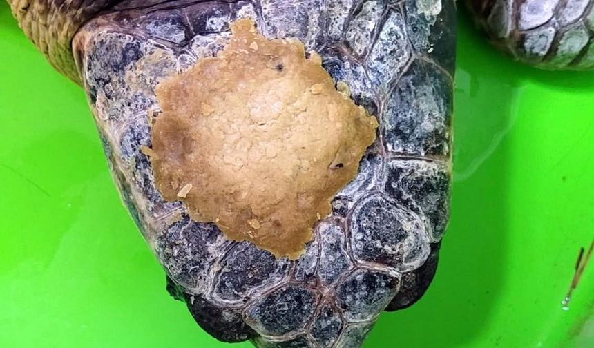 Kafatası kırık halde getirildi, denize dönmek için iyileşiyor