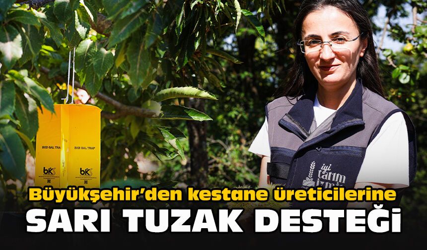 Büyükşehir’den kestane üreticilerine sarı tuzak desteği