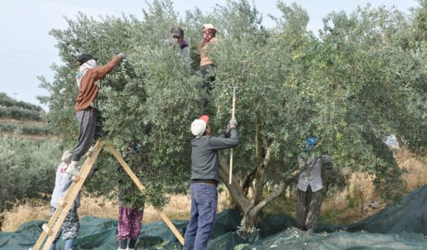 Manisa'da zeytin hasadı eğitimle başladı