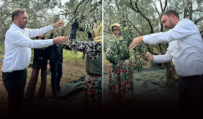 Gümrükçü'den Dikili'de zeytin için '80 TL' çağrısı: Dalda yetişen altın!