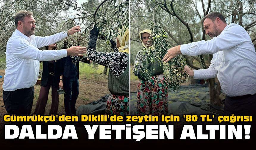Gümrükçü'den Dikili'de zeytin için '80 TL' çağrısı: Dalda yetişen altın!