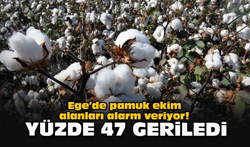 Ege’de pamuk ekim alanları alarm veriyor! Yüzde 47 geriledi