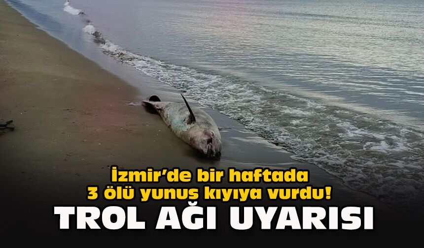 İzmir’de bir haftada 3 ölü yunus kıyıya vurdu! Trol ağı uyarısı
