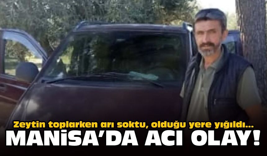 Zeytin toplarken arı soktu, olduğu yere yığıldı: Manisa'da acı olay!