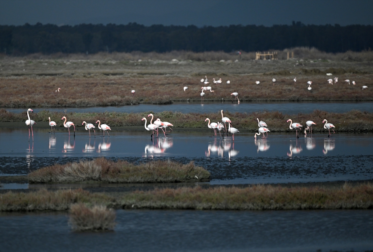 Kuş gözlemcileri, zengin yaşam kaynaklarıyla su kuşlarına ev sahipliği yapan İzmir, Manisa, Aydın ve Muğla'daki 28 sulak alanda kuşların popülasyonunu kayıt altına alıyor.
