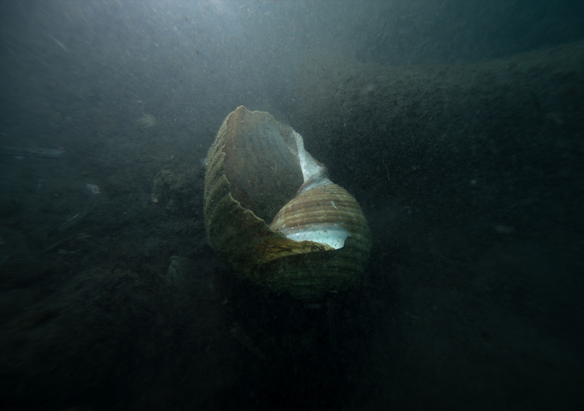 AA-20231006-32323777-32323761-IZMIRDE_DENIZ_POLISI_VE_DALGIC_EKIPLERI_DIP_TEMIZLIGI_YAPTI