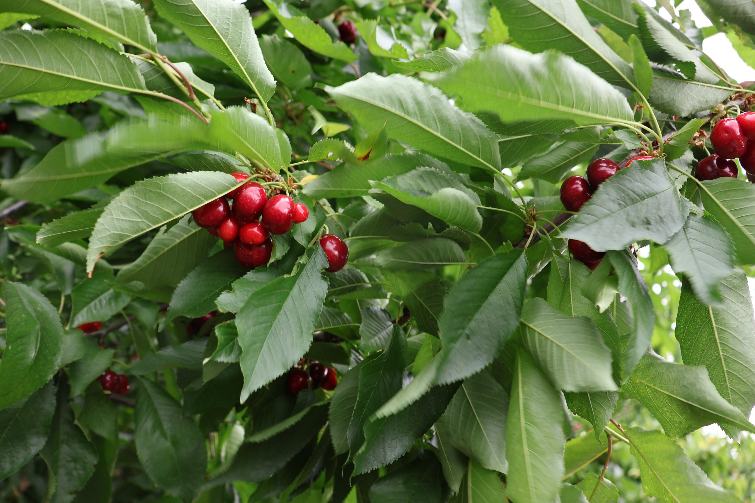 1715450580 K I R A Z6