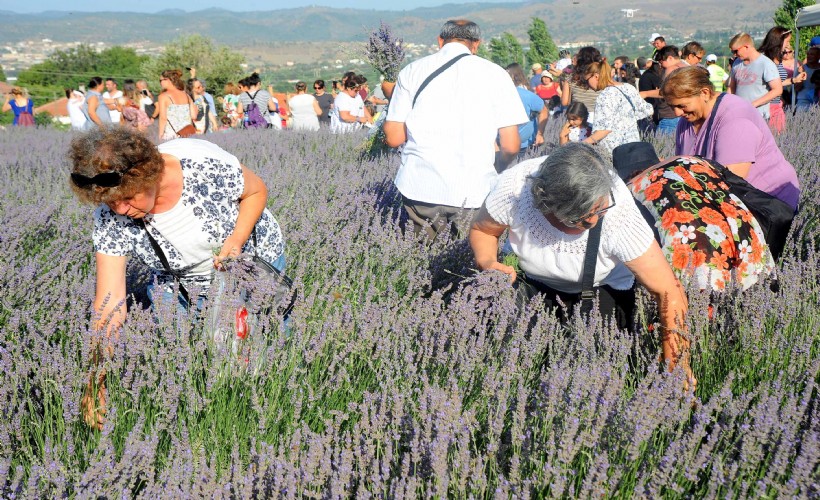 Seferihisar Da Lavanta Hasadi Zamani 337790 News Big