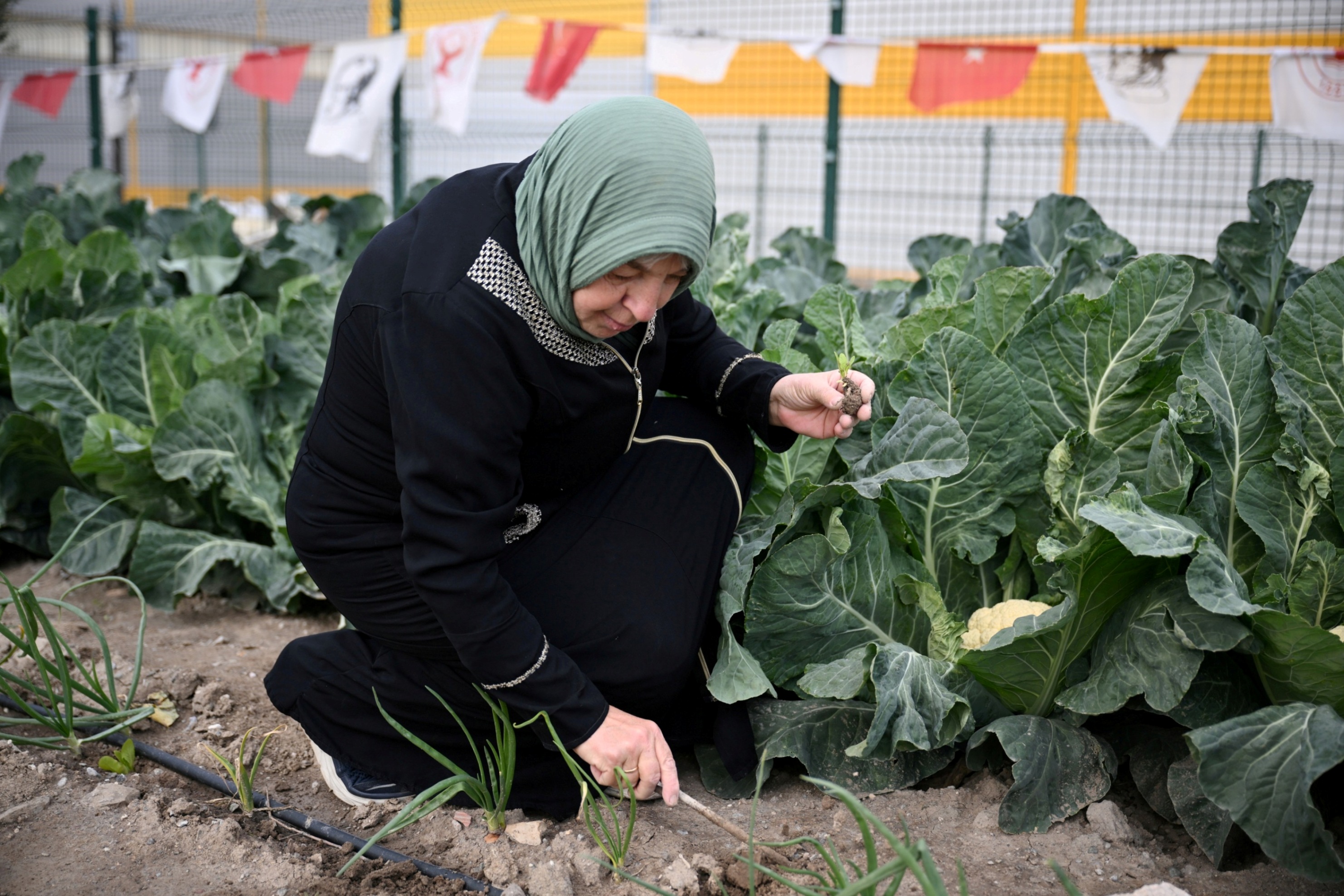 Kent Bostanında Hasat (6)