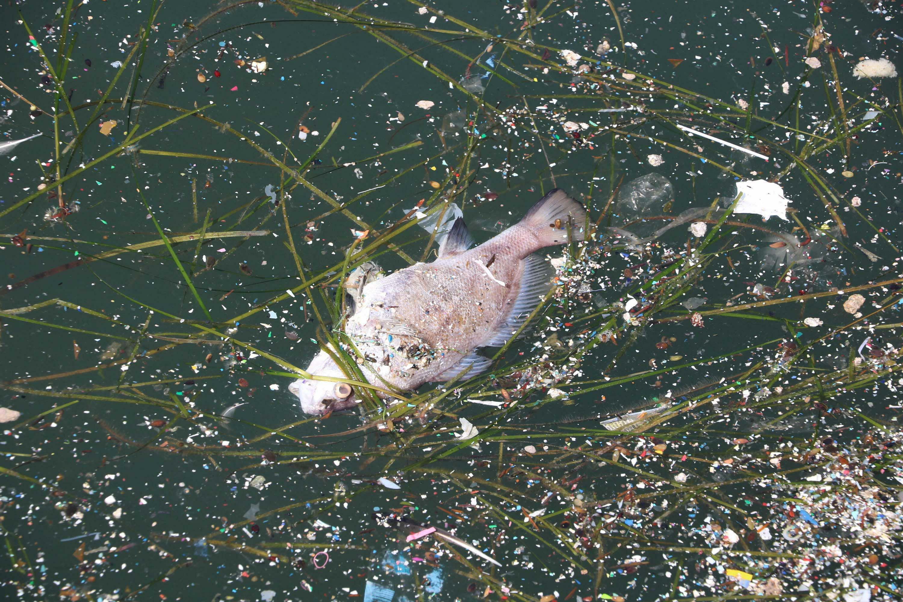 Bilimden Izmir Korfezi Icin Kritik Uyari Balik Olumleri Yakin 3