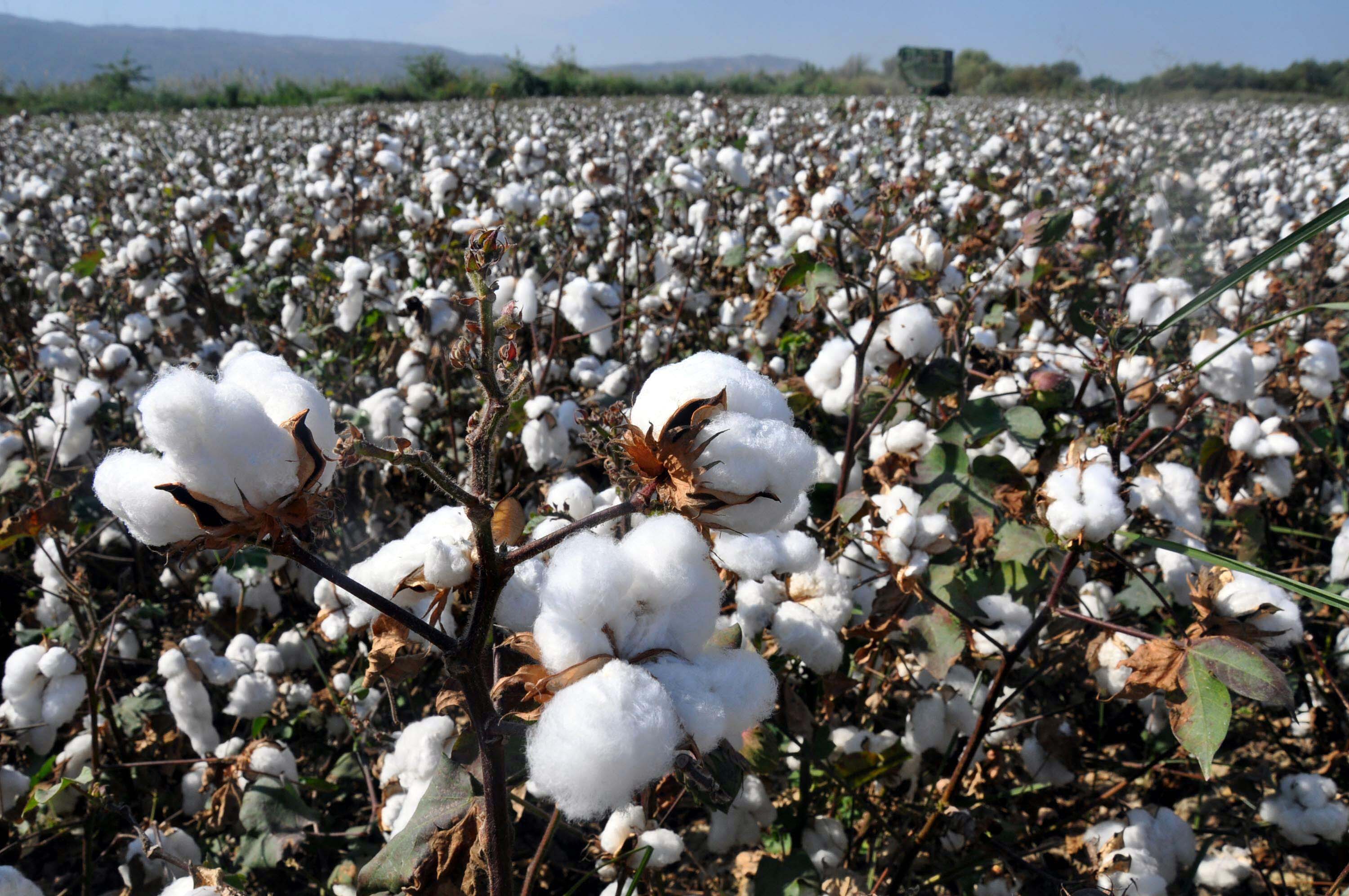 Izmirde Tarima Kuraklik Tehdidi Zaman Daraliyor 4