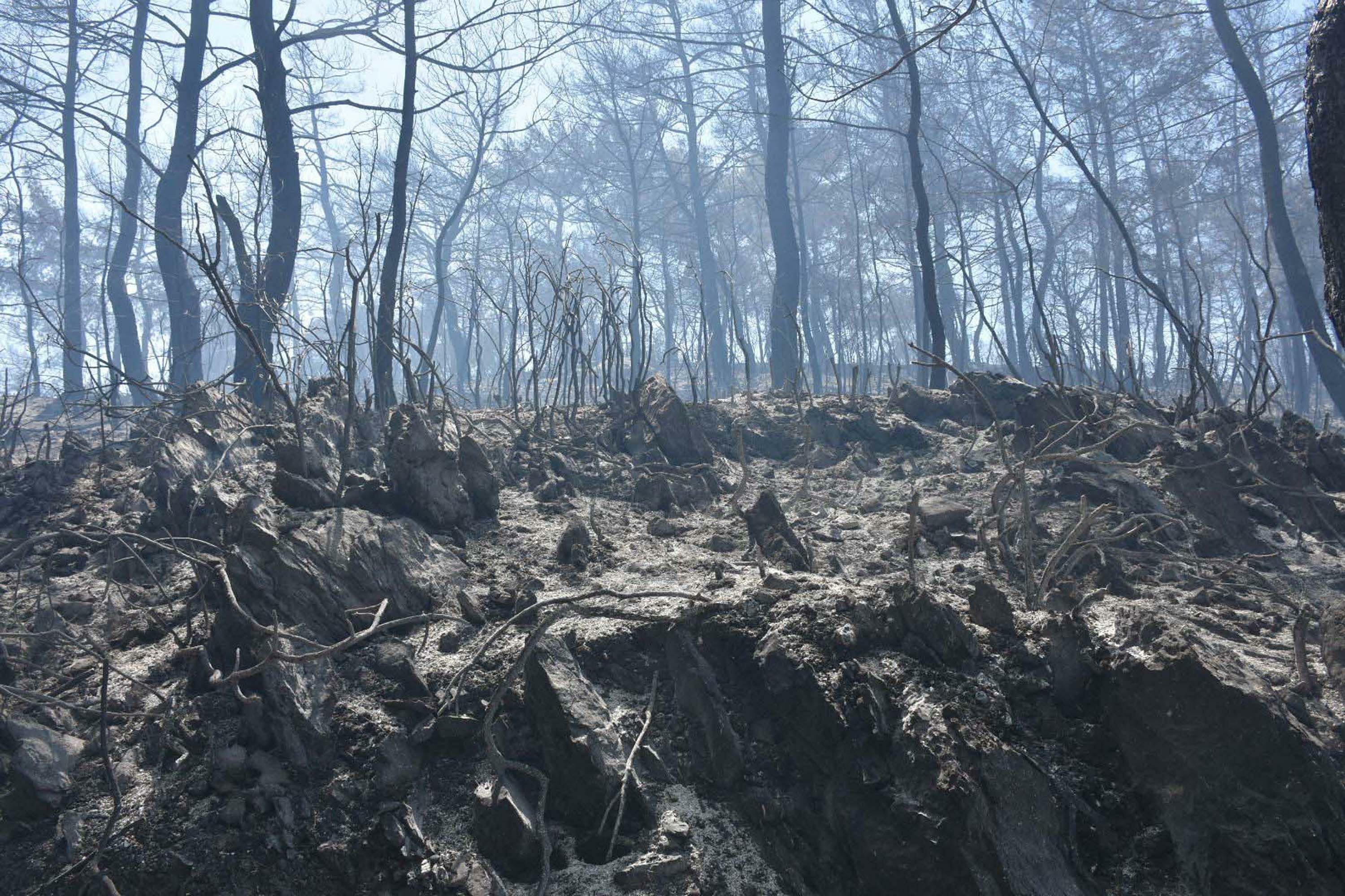 Uzmanlardan kritik orman yangını uyarısı: Önümüzdeki 2 aya dikkat!