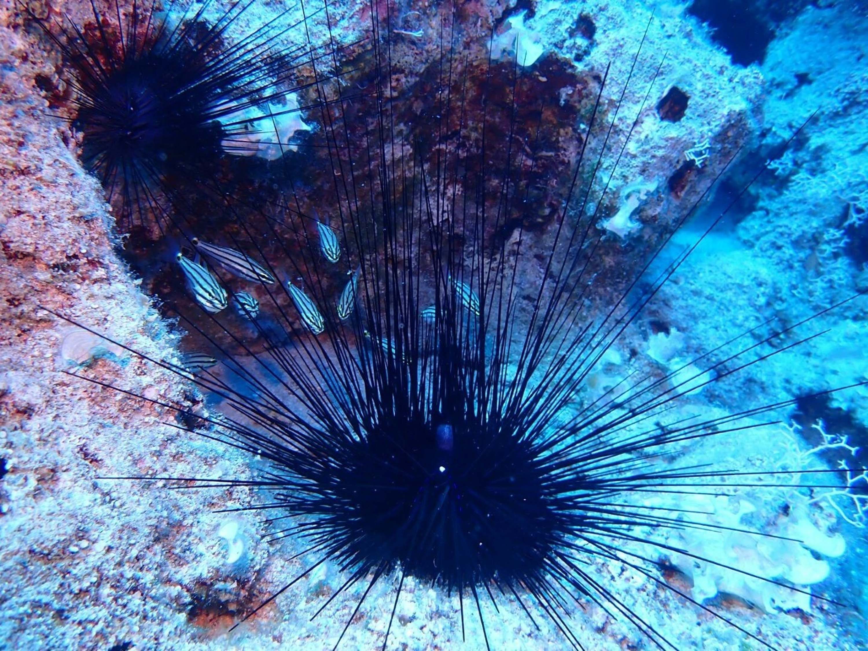 E G E D E N I Z I N D E Y E N I T E H L I K E I S T I L A C I T U 853931 253337